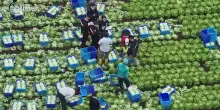 Basilicata, arrivati con il decreto flussi e schiavizzati