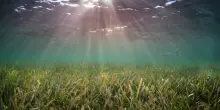 Posidonia, la pianta regina alleata del clima