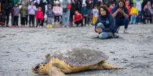 Caretta caretta, una strage in un mare di gas