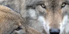 Cani, lupi, pecore e noi