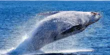 Il futuro degli oceani, nel superamento dell&rsquo;eco-ansia
