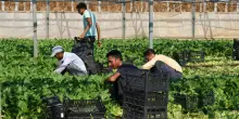 Braccianti, il contratto non basta: il lavoro &egrave; in &laquo;paraschiavit&ugrave;&raquo;