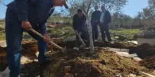 Terre confiscate, ulivi sradicati: la Cisgiordania resiste all&rsquo;agricidio, dal basso