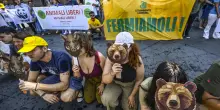 Ddl caccia, la fronda interna mette in imbarazzo Fdi