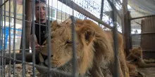 Simba, l&rsquo;ultimo leone di Gaza. Insieme al suo &laquo;custode&raquo; incarna la resistenza