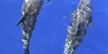 Il mare non &egrave; un tipo da spiaggia