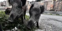 Etica ed ecologia per contenere le specie invasive