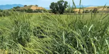 La lotta per il grano degli agricoltori calabresi