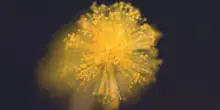 Gli Ultrasuonati