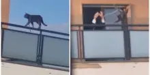 Il gatto Filippo, legato e scaraventato giù dal balcone, torna dal suo padrone. Scatta la raccolta firme per "liberarlo"