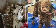 Salvati 115 cani nella casa degli orrori: escrementi e montagne di rifiuti nella villetta dell'accumulatrice seriale
