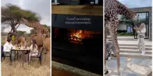Federica Panicucci, polemica per la colazione con le giraffe in Tanzania: «Che tristezza, vacanza a scrocco». Il prezzo per una notte è da capogiro