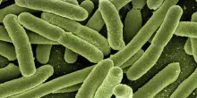 Escherichia Coli, cause, sintomi, cura e prevenzione. Cos'è e come può essere contrastato il batterio