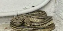 Trova un serpente di due metri in casa e scoppia il panico: catturato dopo oltre un'ora, è stato rimesso in libertà