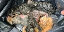 Sei gattini appena nati buttati nel cassonetto dentro un sacco della spazzatura a Latina: sono in gravi condizioni