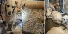 Il paradiso dei Golden Retriever era un lager: coccole a pagamento, ma dietro c?erano morte, sporcizia e maltrattamenti