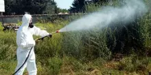 West Nile, come difendersi: dal controllo dell'acqua stagnante ai vestiti da indossare, tutti i consigli