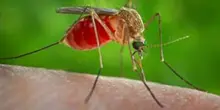 West Nile, la scuola di medicina e chirurgia della Federico ll partecipa alla lotta al virus