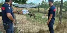 Cani richiusi in un recinto, feriti e abbandonati senza acqua né cibo: animali sequestrati, cosa rischia il proprietario