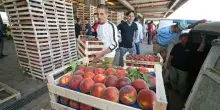 Meridione frutteto d?Italia con la spinta dell?export: pesche, primato Campania