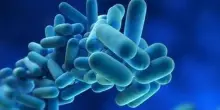 Legionella: cos'è, come si può contrarre e quali sono i rischi per la salute