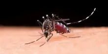 ?Dengue, registrato un caso in Toscana: uomo ricoverato dopo viaggio in India. Il Comune di Prato dispone la disinfestazione