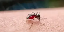 West Nile, è emergenza anziani: 86enne ricoverato in Sardegna, 92enne morta a Novara