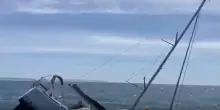 Portogallo, barca a vela affondata da un branco di orche al largo di Caparica: equipaggio tratto in salvo