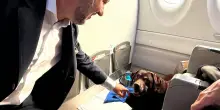 Moka e Honey, i primi due cani (grandi) in aereo: ora si possono portare a bordo, tutte le nuove regole