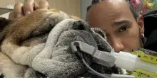 Lewis Hamilton, il cane Roscoe in fin di vita: «È in coma, non so se si sveglierà». Annullato il test con la Ferrari