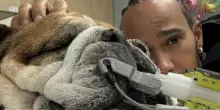 Lewis Hamilton, il cane Roscoe è in fin di vita: «È in coma, non so se si sveglierà». Annullato il test con la Ferrari