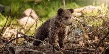 Bracconieri uccidono e scuoiano un cucciolo di orso, la pelle lasciata in un parco giochi: «Volevano che fosse ritrovata»