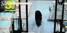 Panico al supermercato: orso si aggira tra gli scaffali e aggredisce due persone