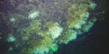 Un segreto negli abissi del Golfo svelata antica scogliera corallina