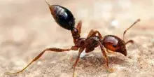 La formica di fuoco è arrivata in Italia, l'invasione in Sicilia di una delle specie più invasive
