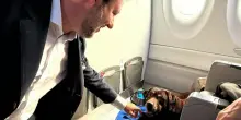 Cani grandi in aereo, cambiano ancora le regole. Il peso consentito e quanti animali per volo: tutte le novità