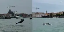 Mimmo, il delfino di San Marco, guidato verso il mare: Venezia lo saluta
