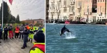 Il delfino Mimmo è tornato a Venezia, è ferito a una pinna. Scortato al largo ma è rientrato dopo poche ore