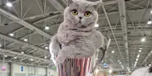 Il gatto pi&ugrave; bello, al Supercat Show vince Mila: il british shorthair blu conquista tutti