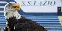 Lazio, ritorna l?aquila (dopo quasi un anno). E i tifosi potranno scegliere il nome dell'erede di Olympia
