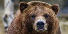 Orso grizzly attacca gli studenti durante una gita: 11 feriti, di cui due gravi. L'animale è ancora in libertà