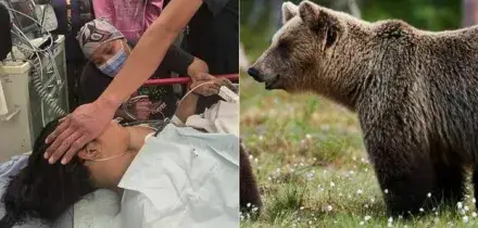 Orso aggredisce scolaresca in gita, un morto e 11 feriti. A una bimba applicati oltre 100 punti di sutura