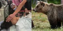 Orso aggredisce scolaresca in gita, un morto e 11 feriti. A una bimba applicati oltre 100 punti di sutura