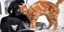 Cani e gatti, nuove norme: chip, collari e cucciolate. Ecco cosa cambia con la legge per tutelare il benessere degli animali