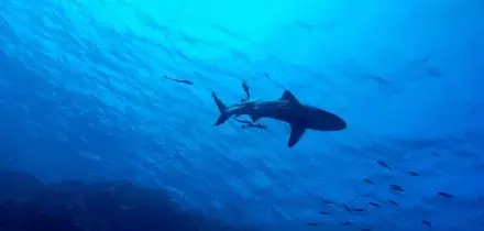 Turisti attaccati da uno squalo in Australia: morta una 20enne, grave il compagno che ha tentato di salvarla