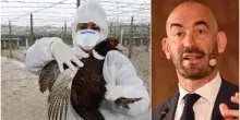 Aviaria, Bassetti lancia l'allarme: «Sarà la prossima pandemia, si tratta solo di stabilire quando»