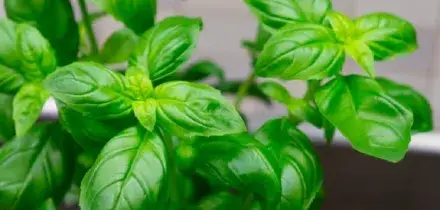 Ruba una piantina di basilico da un cortile, ladro incastrato dalle telecamere e condannato a 9 mesi