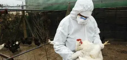 Aviaria, primo caso umano al mondo di virus H5N5. L'Oms: «L'uomo infettato negli Usa è morto»