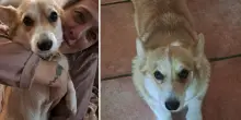 Cagnolina Corgi &laquo;rapita&raquo; nel giardino di casa, la padrona offre una ricompensa: &laquo;Abbiamo sentito una frenata&raquo;