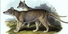 Scienziati recuperano per la prima volta RNA da un animale estinto: ora la tigre della Tasmania pu&ograve; tornare in vita?